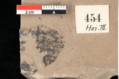 Foto (Detailansicht) von Aronium extinctum Ettingshausen (NHMW-GEO-2024-0188-0454)